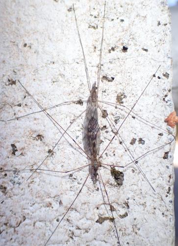 Tipula sp.
